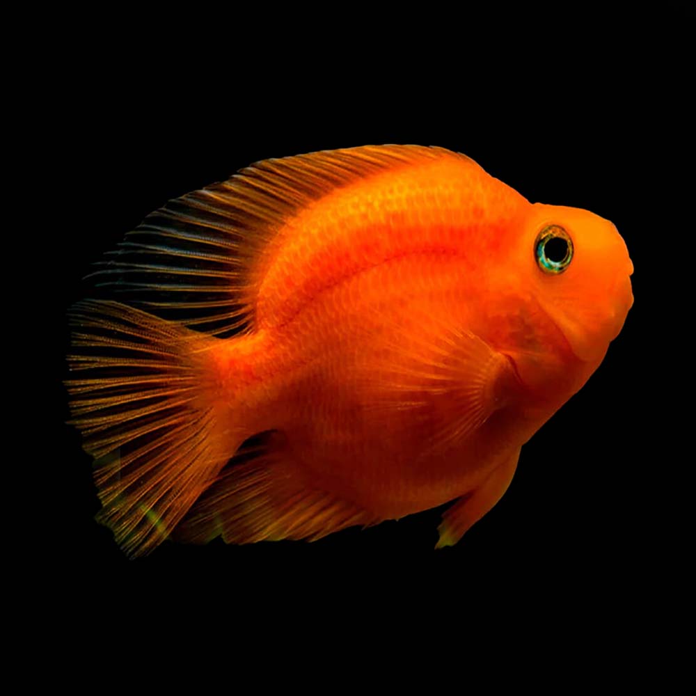 Parrot goldfish store